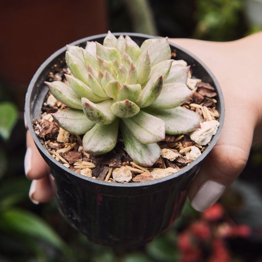 Suculenta Echeveria Olivia Variegada V1 - Vivero Florecer
