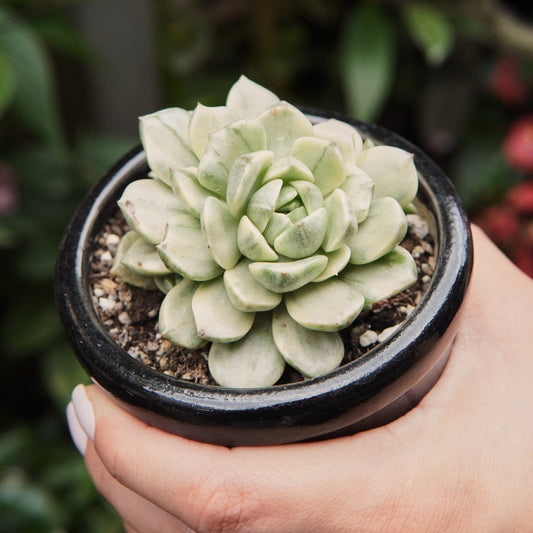 Suculenta Echeveria Olivia Variegada V2 - Vivero Florecer
