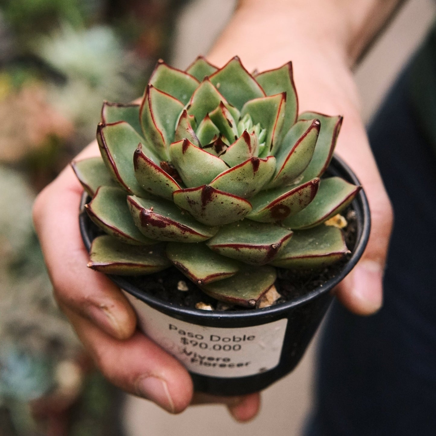Suculenta Echeveria Paso Doble - Vivero Florecer