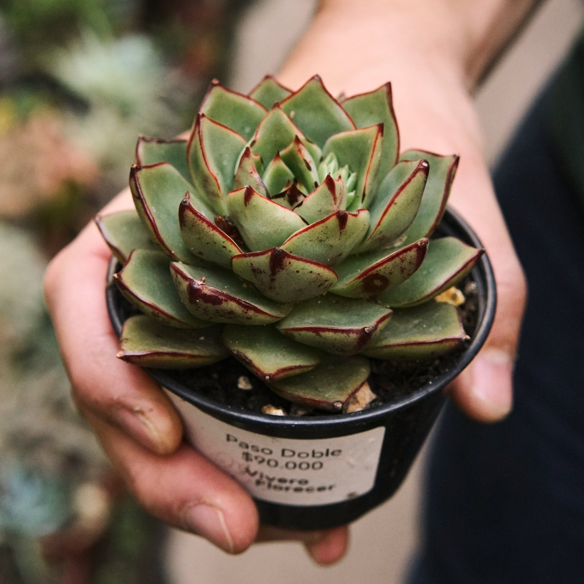 Suculenta Echeveria Paso Doble - Vivero Florecer