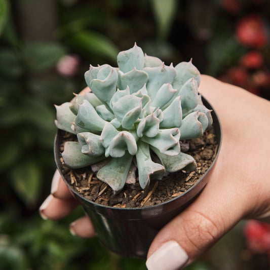 Suculenta Echeveria Pig Nose - Vivero Florecer