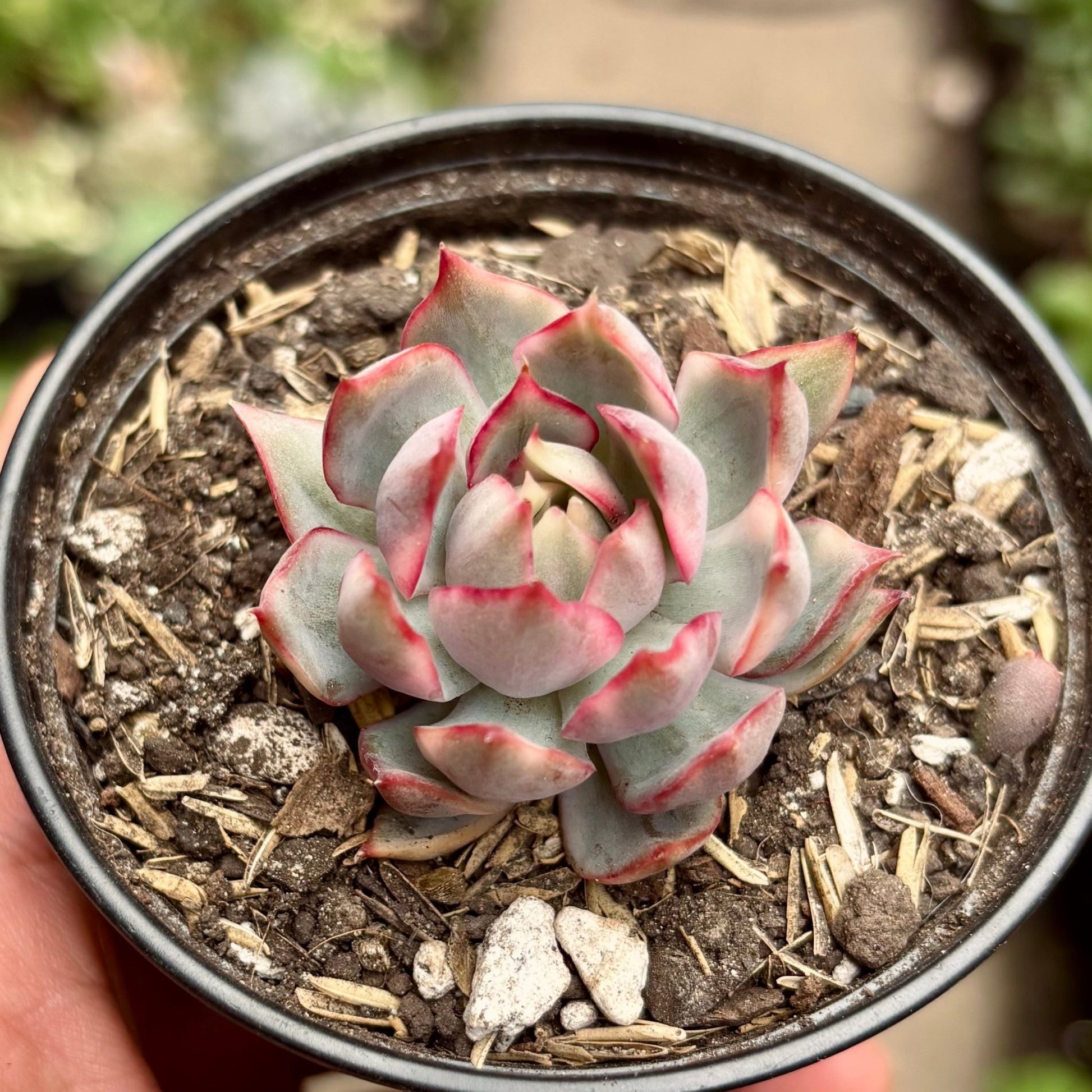 Suculenta Echeveria Pink Dragon Variegada - Vivero Florecer