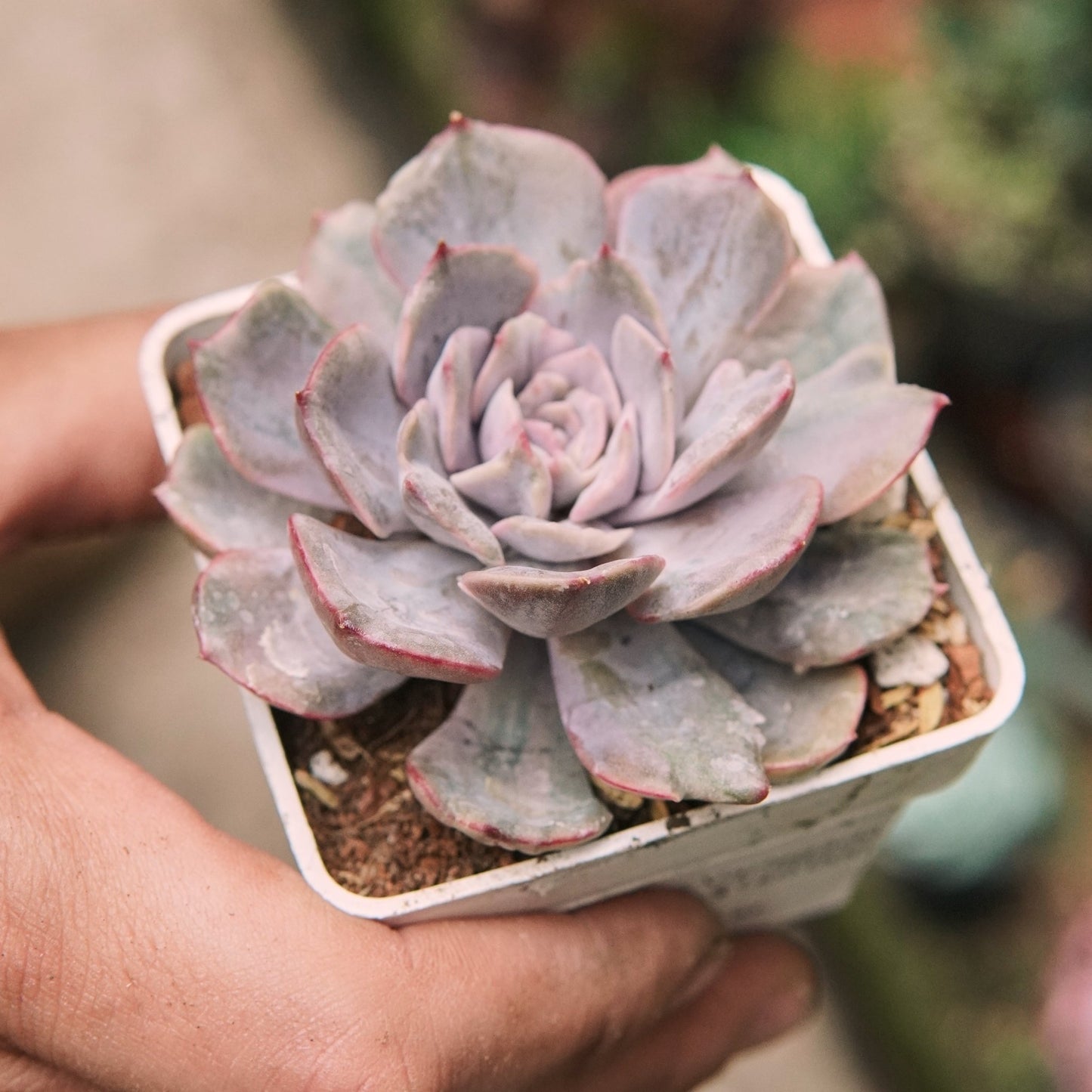 Suculenta Echeveria Pink Funky Variegada Monstruosa - Vivero Florecer