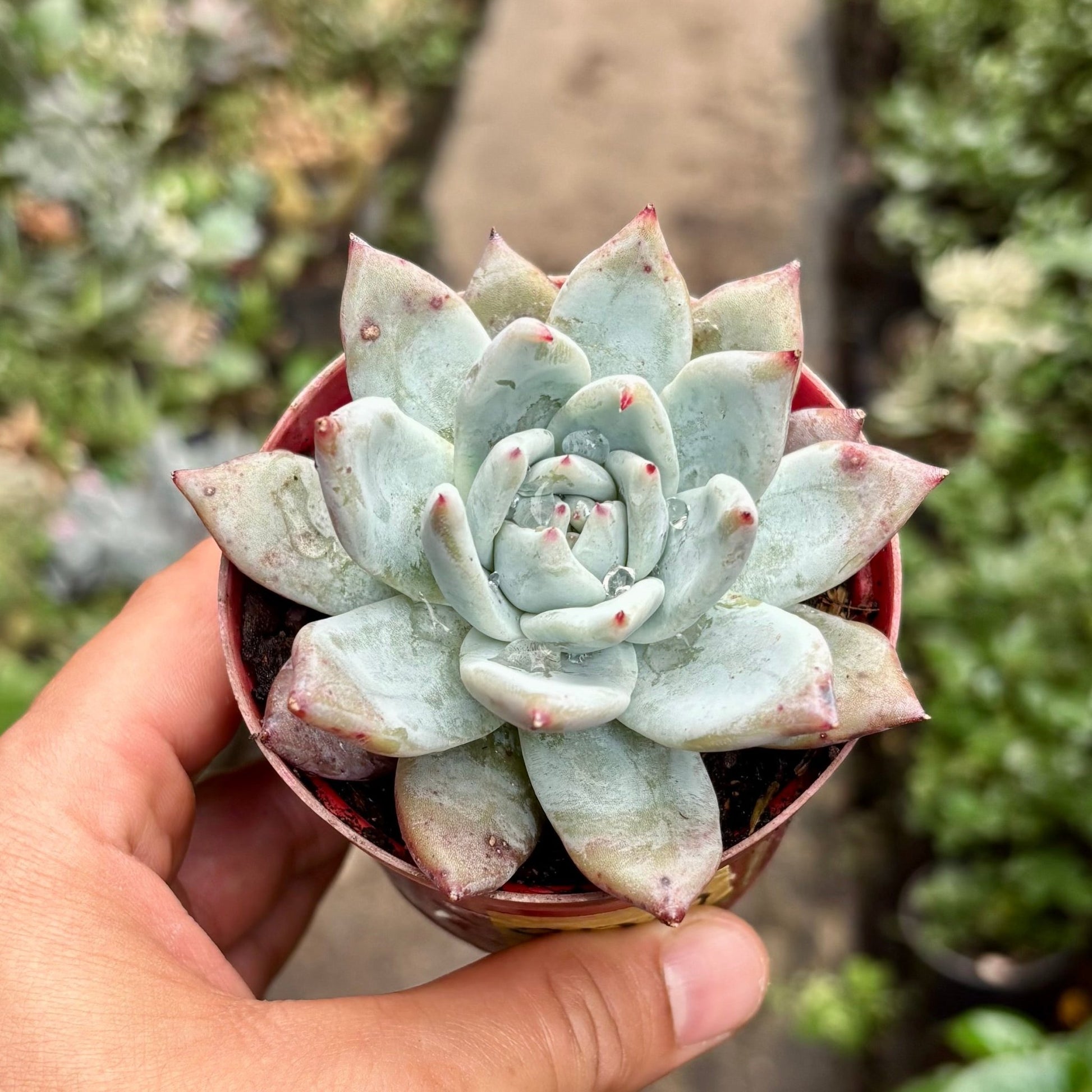 Suculenta Echeveria Polar Bear - Vivero Florecer