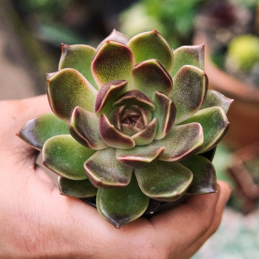 Suculenta Echeveria Pushke - Vivero Florecer