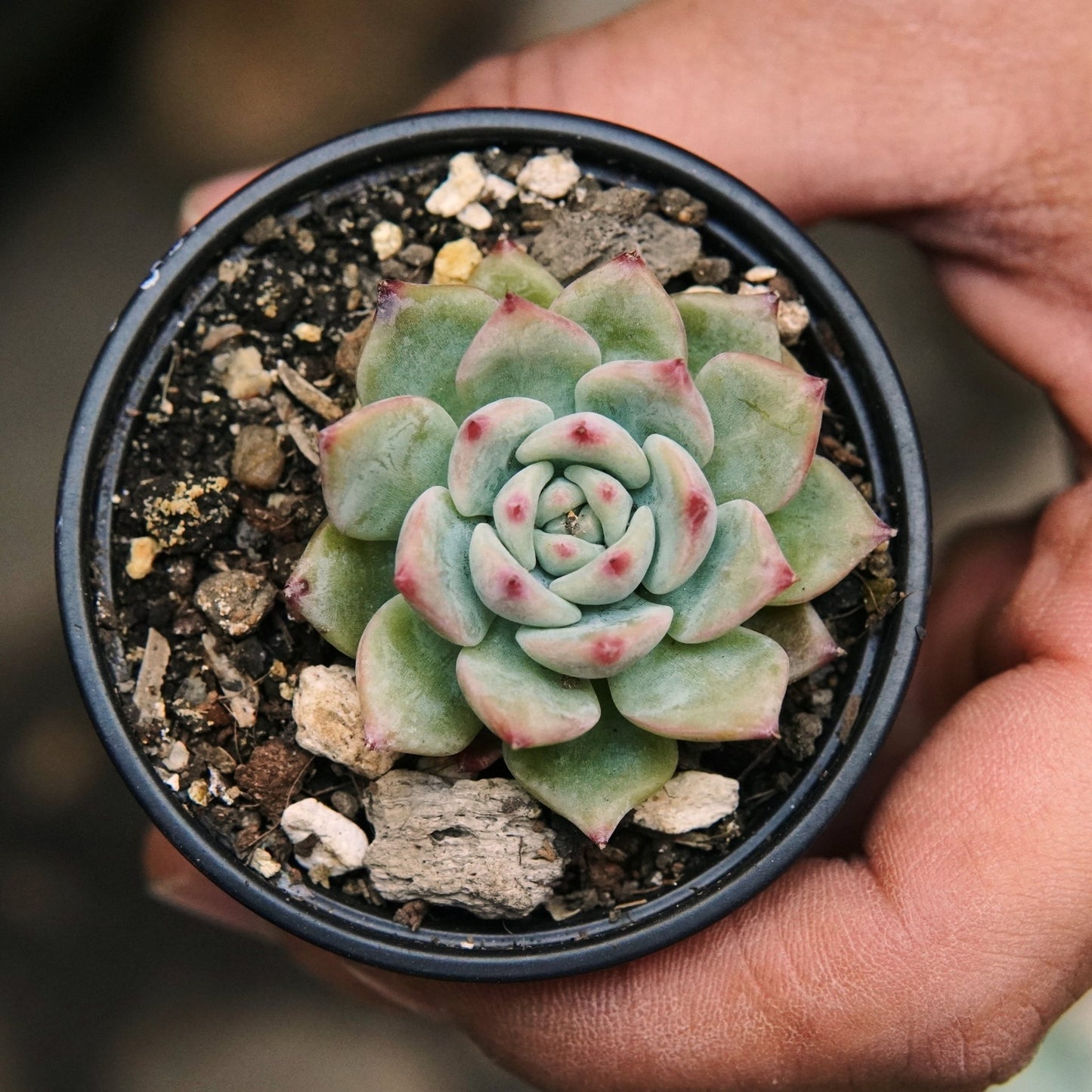 Suculenta Echeveria Queen - Vivero Florecer