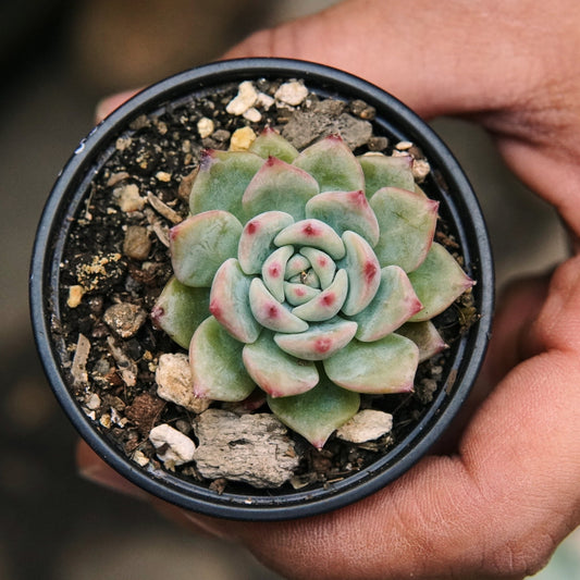 Suculenta Echeveria Queen - Vivero Florecer
