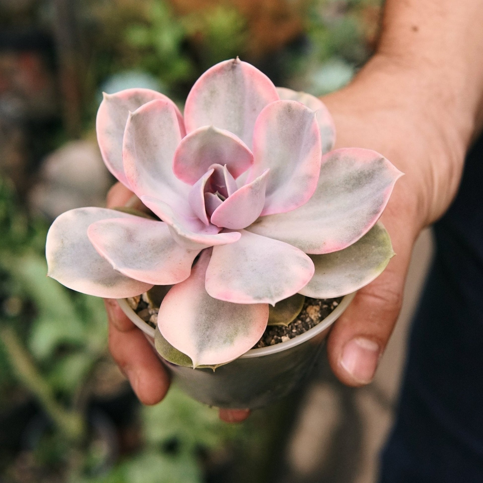 Suculenta Echeveria Rainbow - Vivero Florecer
