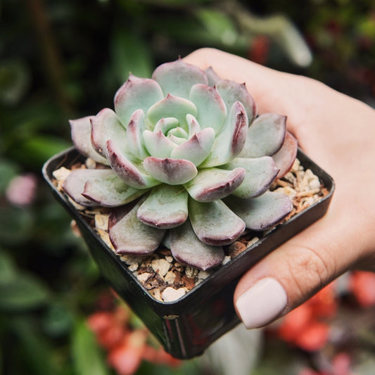 Suculenta Echeveria Rainbow Goddess - Vivero Florecer