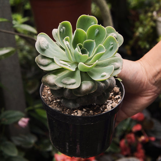 Suculenta Echeveria Raindrops Grande - Vivero Florecer