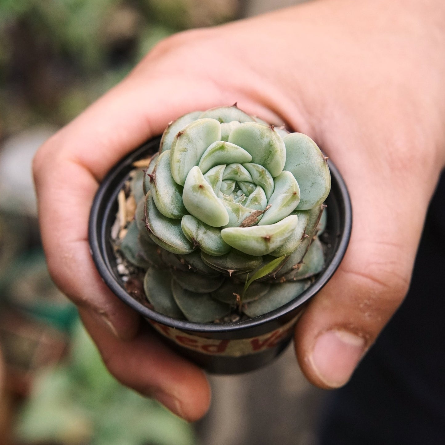 Suculenta Echeveria Red Velvet - Vivero Florecer