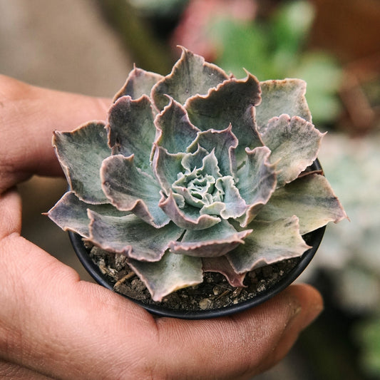 Suculenta Echeveria Rippling Waters Variegada - Vivero Florecer