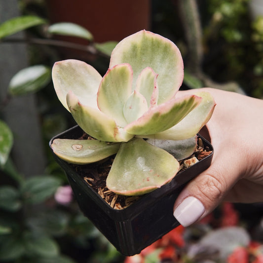 Suculenta Echeveria Rose Rock - Vivero Florecer