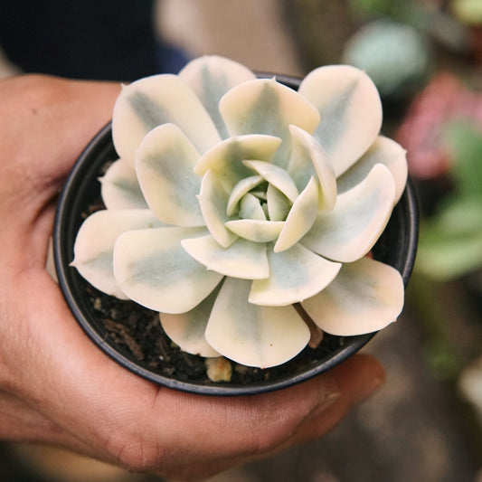 Suculenta Echeveria Runyonii Variegada - Vivero Florecer