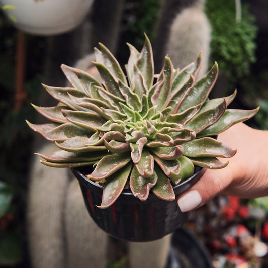 Suculenta Echeveria Sabré Wolf - Vivero Florecer