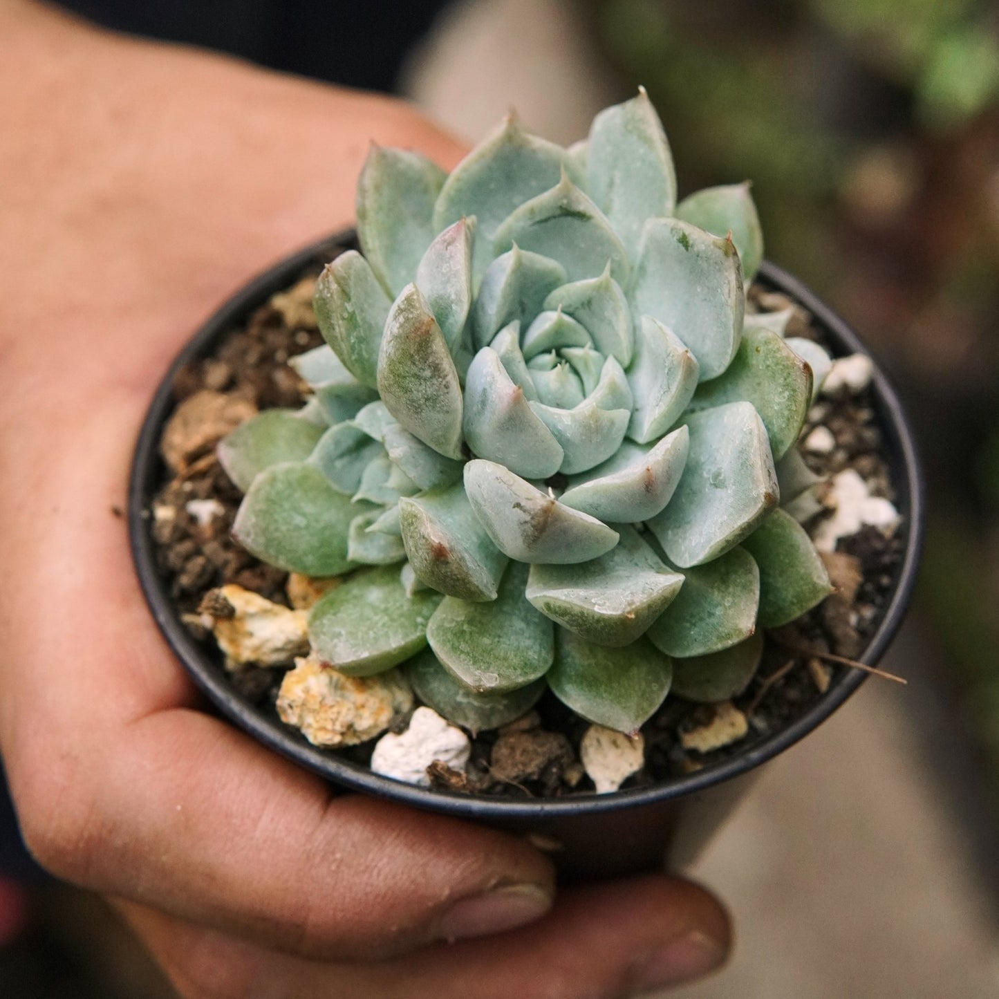 Suculenta Echeveria Sanchez Mejoradae - Vivero Florecer
