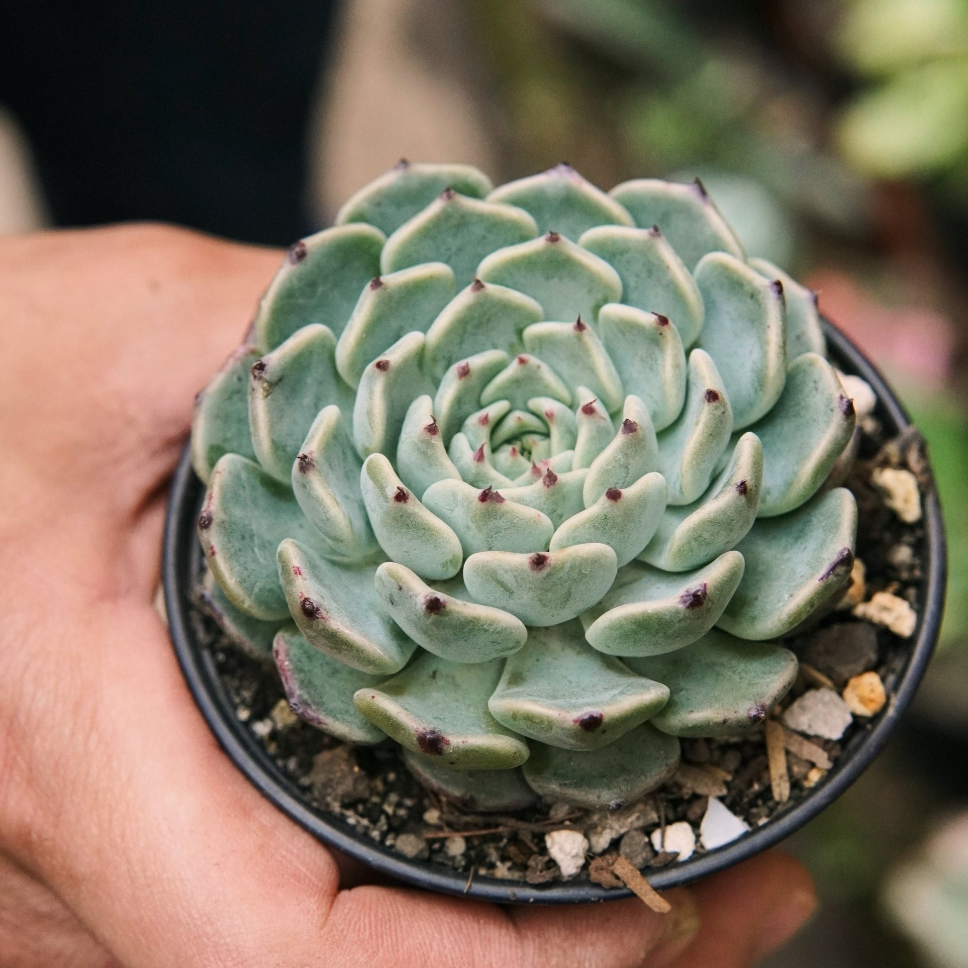 Suculenta Echeveria Sarahime Botan - Vivero Florecer