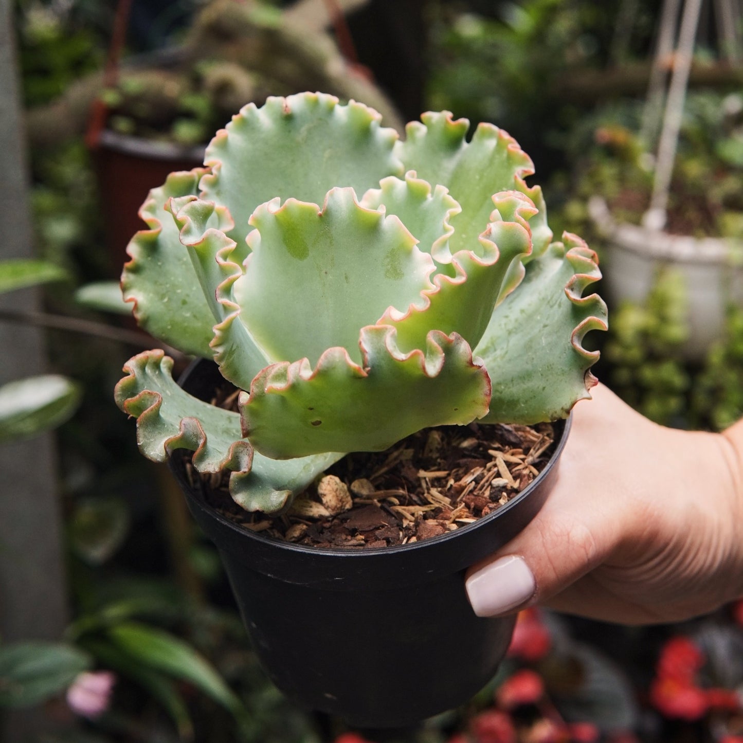 Suculenta Echeveria Sea Dragon Grande - Vivero Florecer