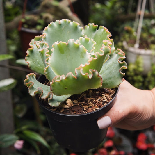 Suculenta Echeveria Sea Dragon Grande - Vivero Florecer