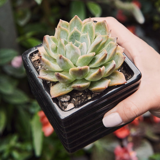 Suculenta Echeveria Segovia Bumps - Vivero Florecer