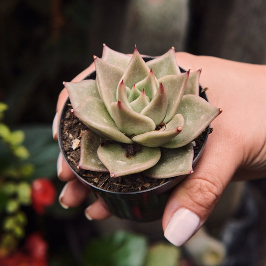 Suculenta Echeveria Serengeti - Vivero Florecer