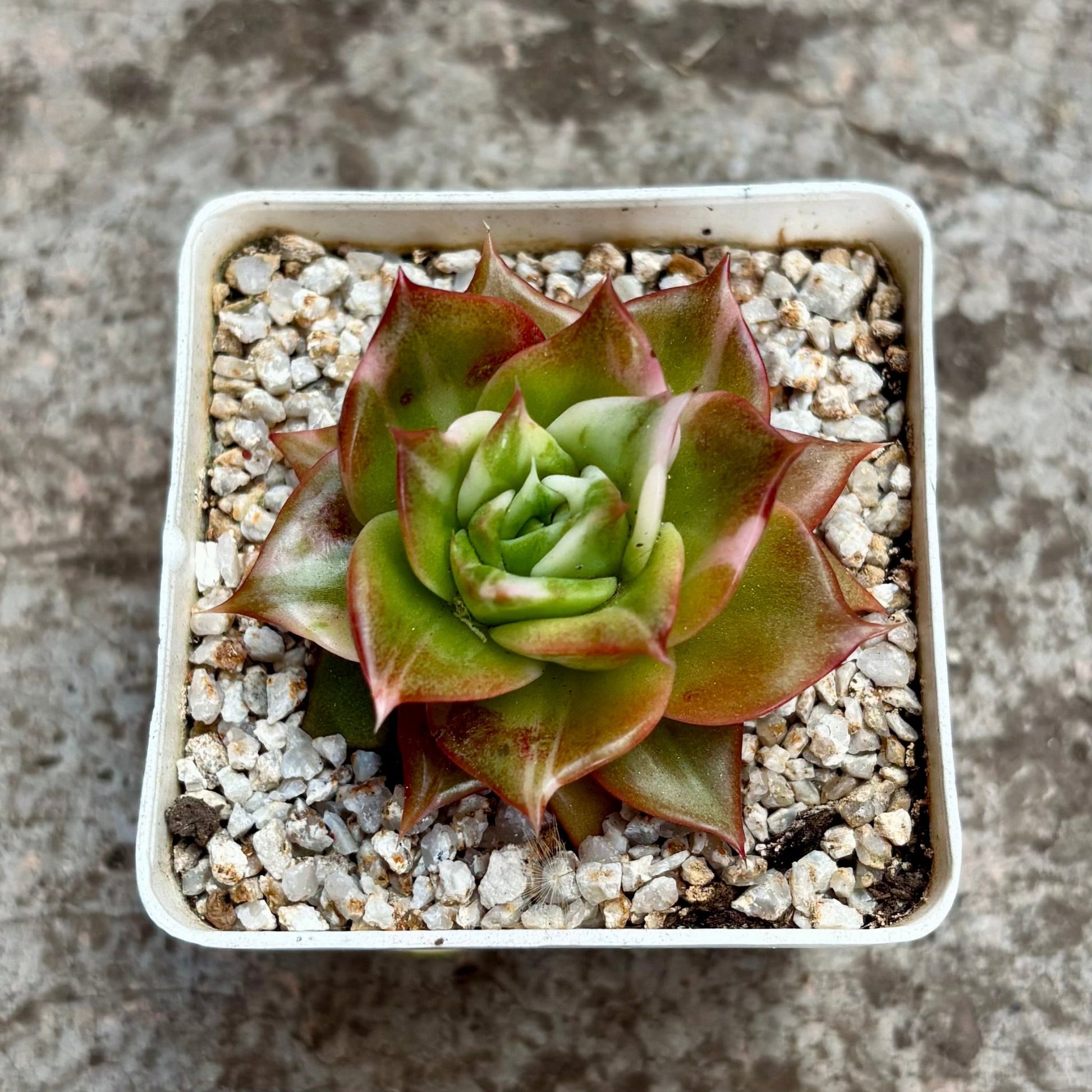 Suculenta Echeveria Shubilgeum Variegada - Vivero Florecer