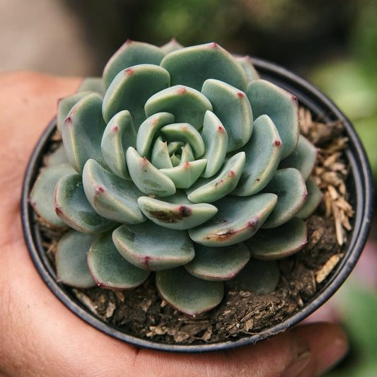 Suculenta Echeveria Sitifukumiama - Vivero Florecer