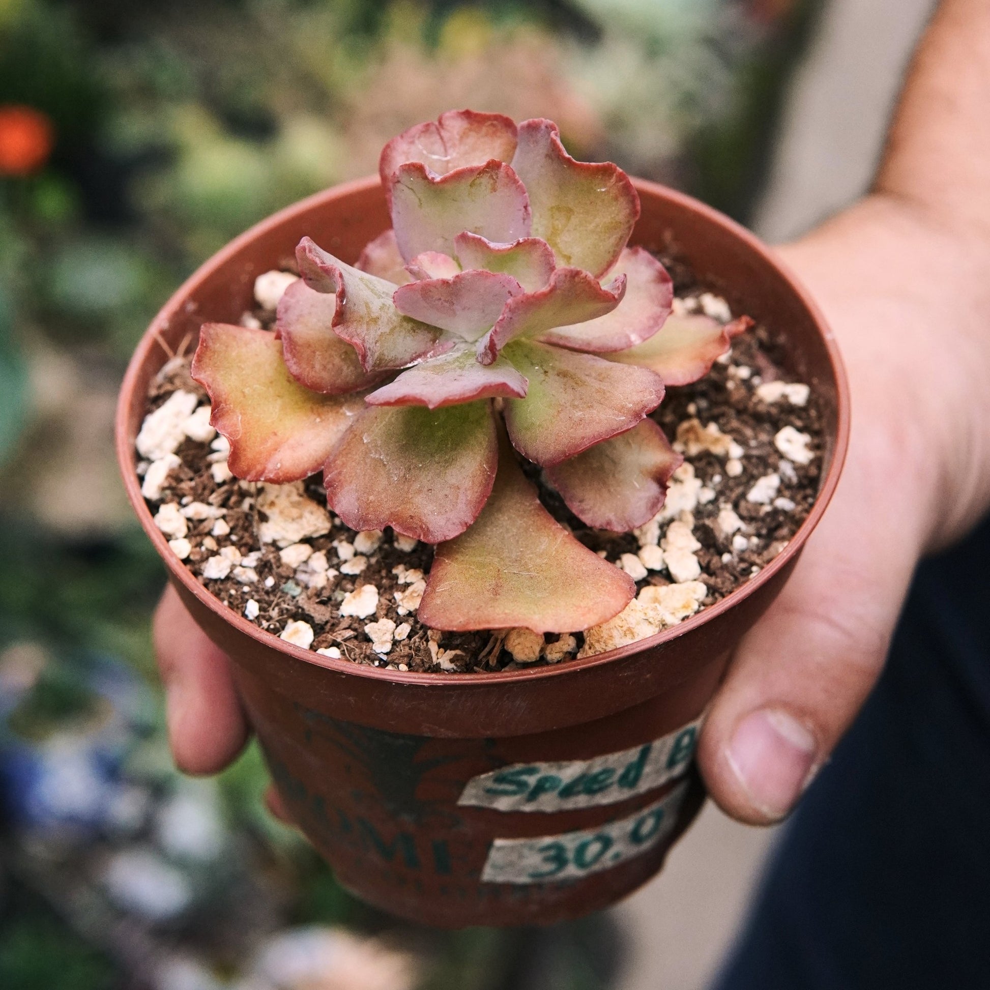 Suculenta Echeveria Speed Bumps - Vivero Florecer