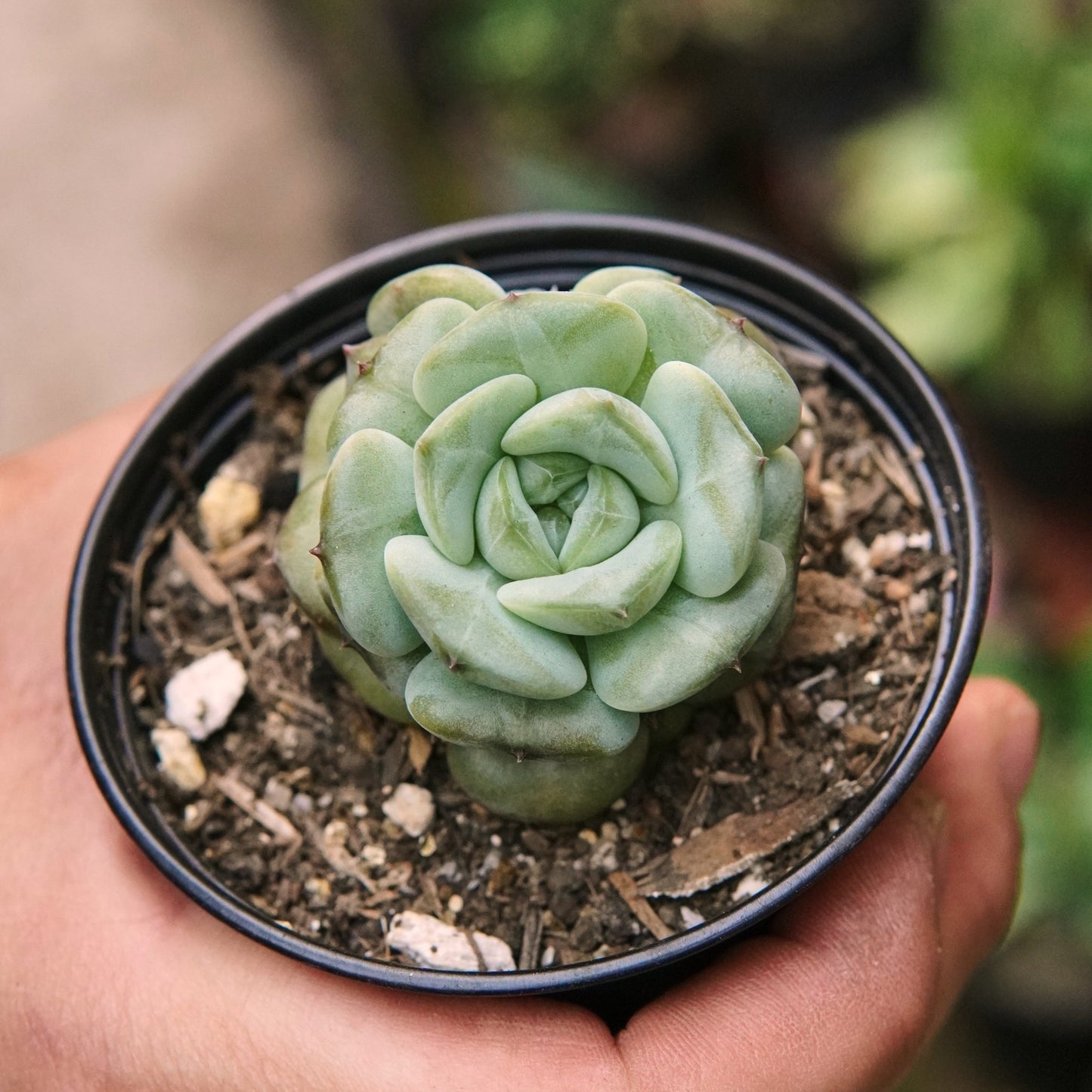 Suculenta Echeveria Star Jelly - Vivero Florecer