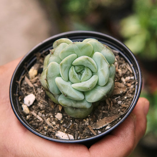 Suculenta Echeveria Star Jelly - Vivero Florecer