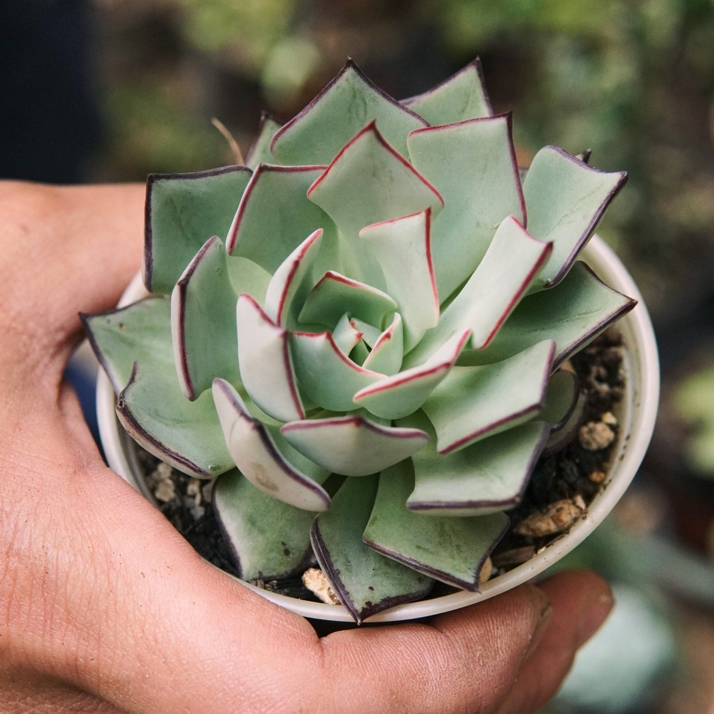 Suculenta Echeveria Strictiflora - Vivero Florecer