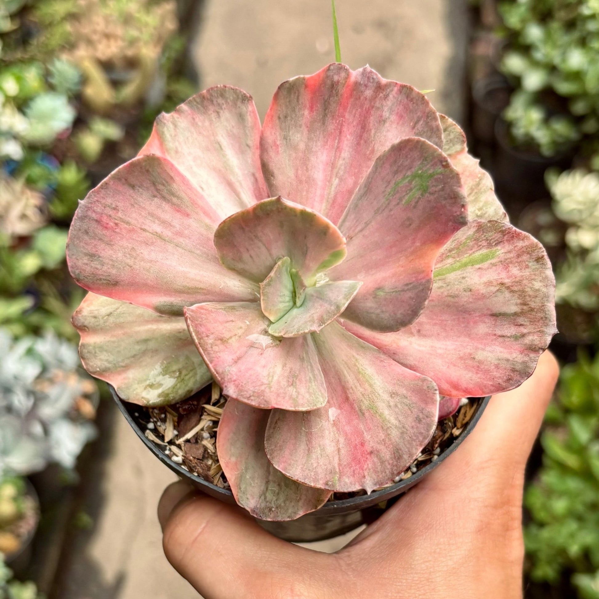 Suculenta Echeveria Suyon Frill Variegada - Vivero Florecer