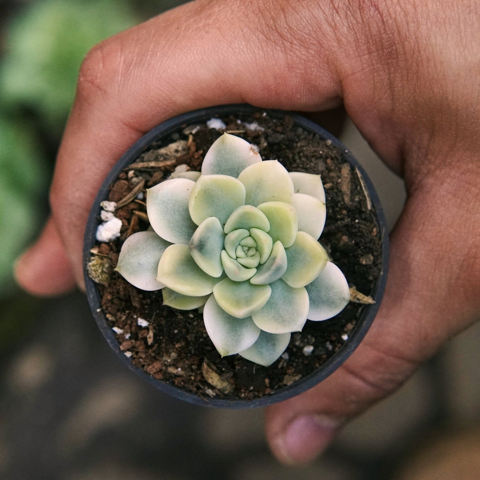 Suculenta Echeveria Tinkerbell Variegada - Vivero Florecer
