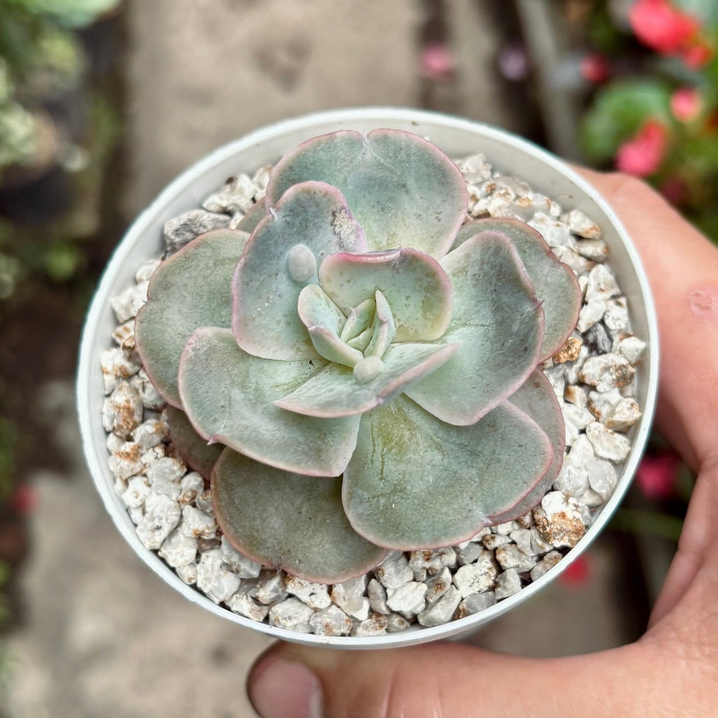 Suculenta Echeveria White Castle - Vivero Florecer