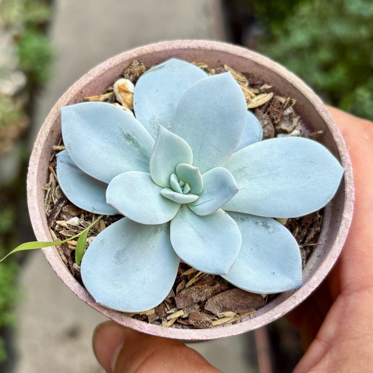 Suculenta Echeveria White Lotus - Vivero Florecer