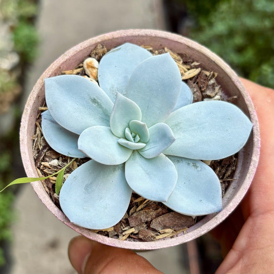 Suculenta Echeveria White Lotus - Vivero Florecer