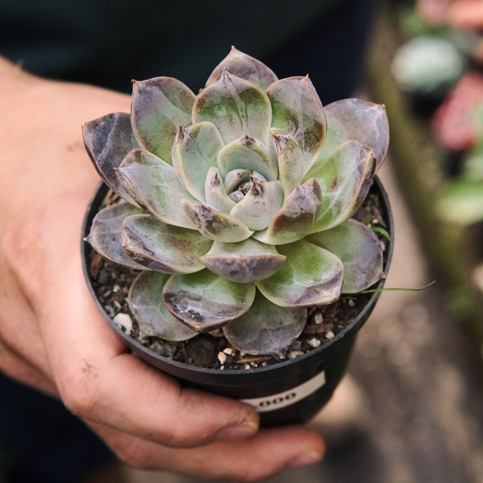 Suculenta Echeveria White Soul - Vivero Florecer