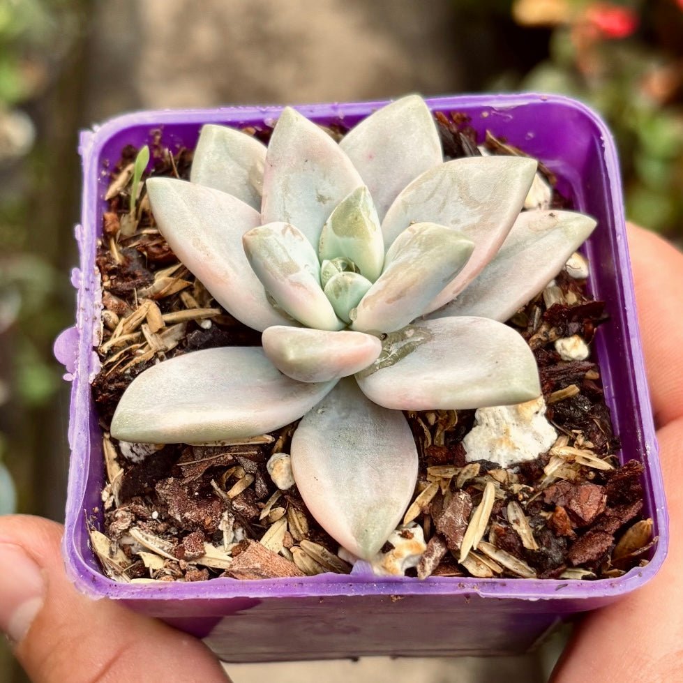 Suculenta Graptopetalum Paraguayense Bernalense Variegada - Vivero Florecer