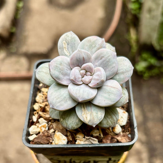 Suculenta Graptopetalum Silverbum - Vivero Florecer