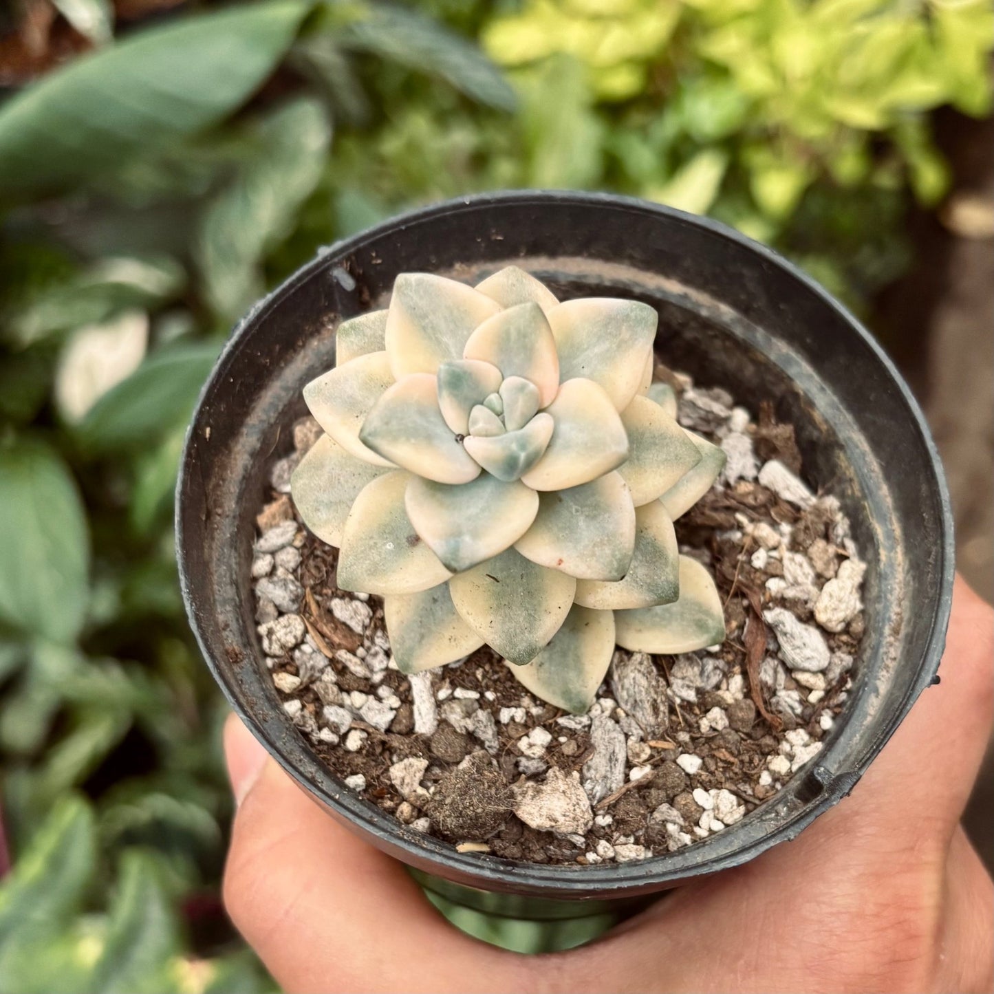 Suculenta Graptopetalum Victor Kane Variegada - Vivero Florecer