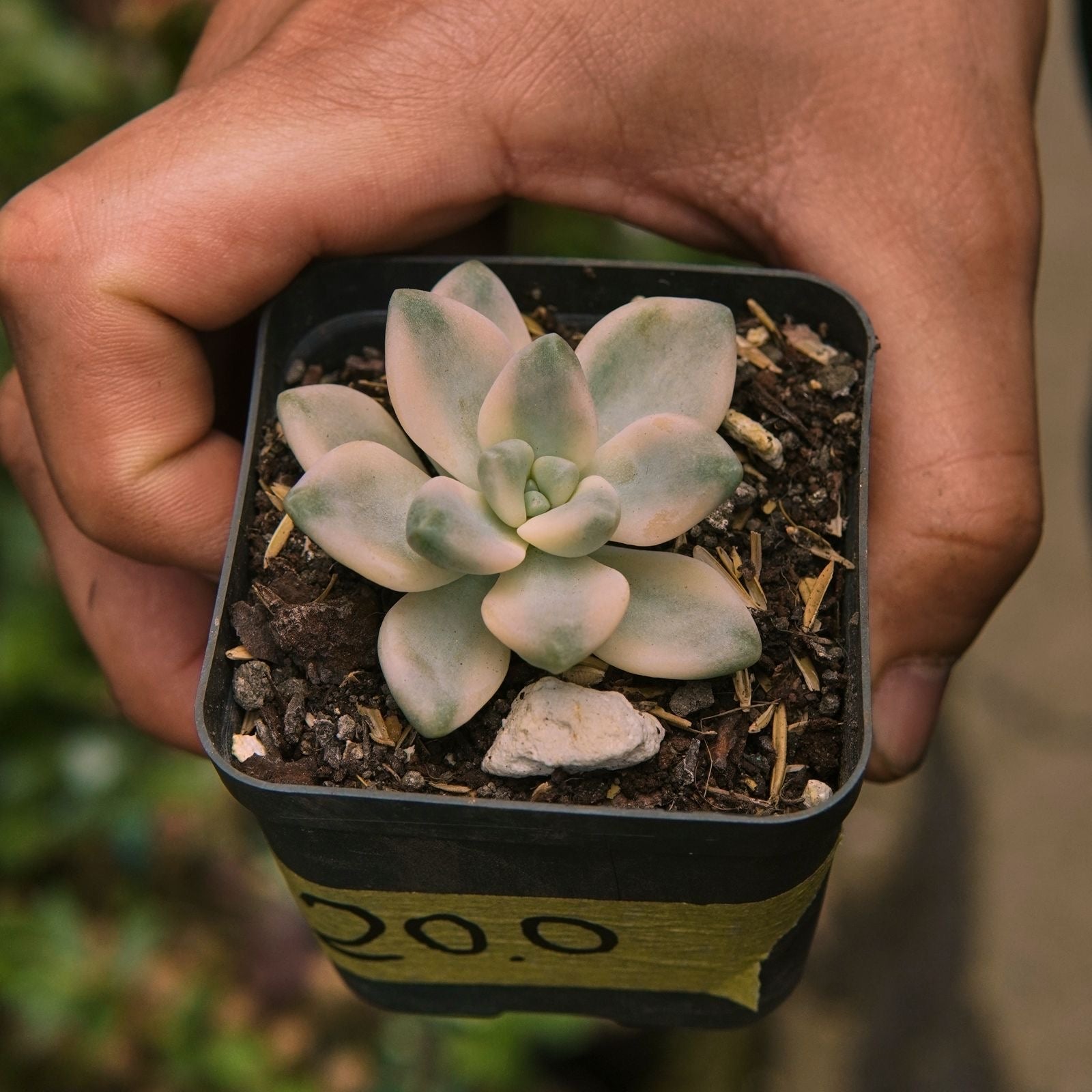 Suculenta Graptopetalum Victor Kane Variegada - Vivero Florecer