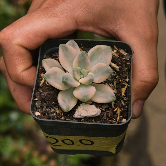 Suculenta Graptopetalum Victor Kane Variegada - Vivero Florecer