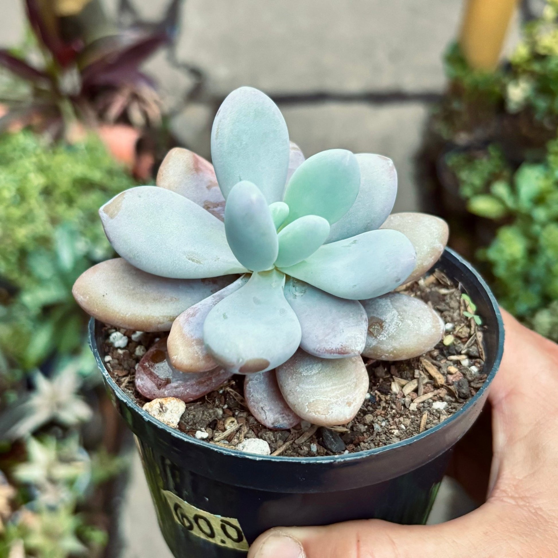 Suculenta Graptoveria Lala - Vivero Florecer
