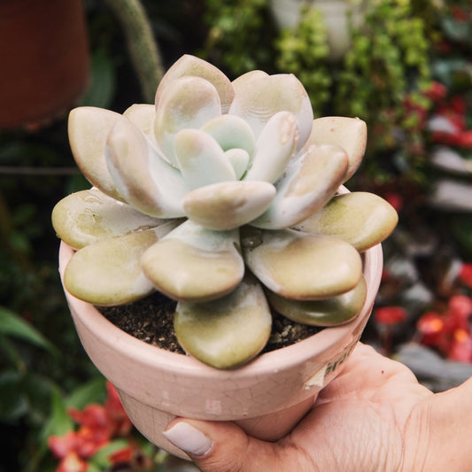 Suculenta Graptoveria Lala Grande - Vivero Florecer
