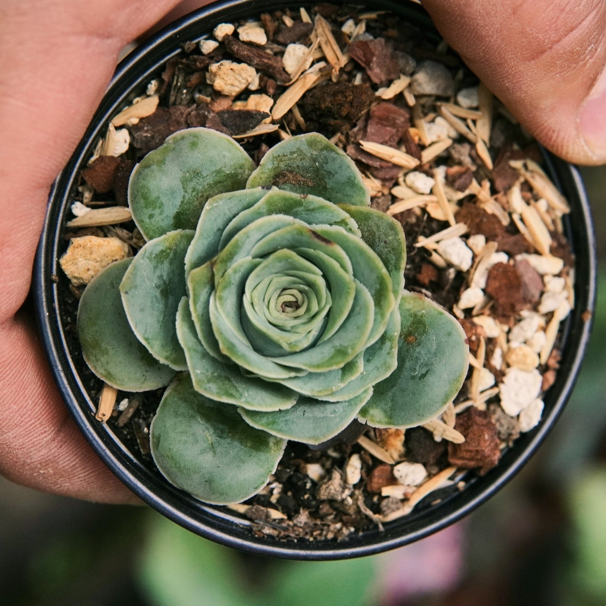 Suculenta Greenovia Diplocycla - Vivero Florecer