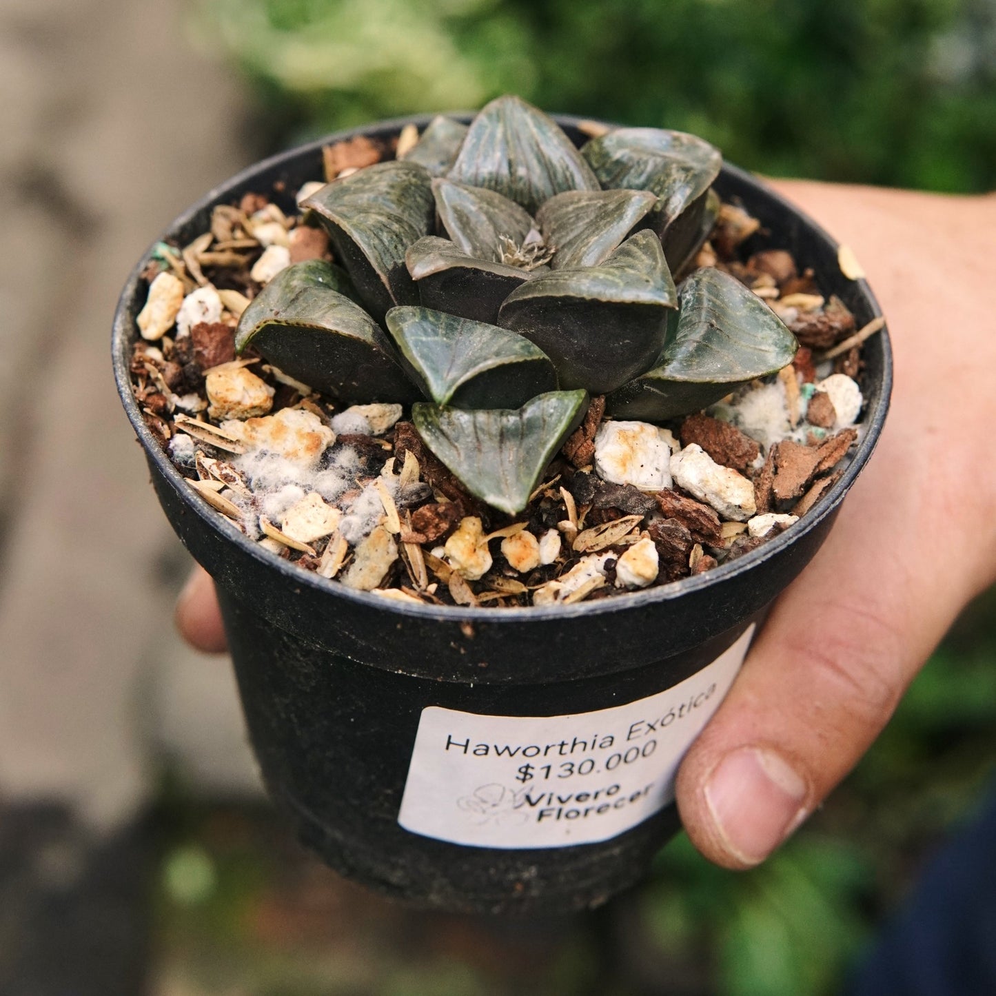 Suculenta Haworthia Bayeri - Vivero Florecer
