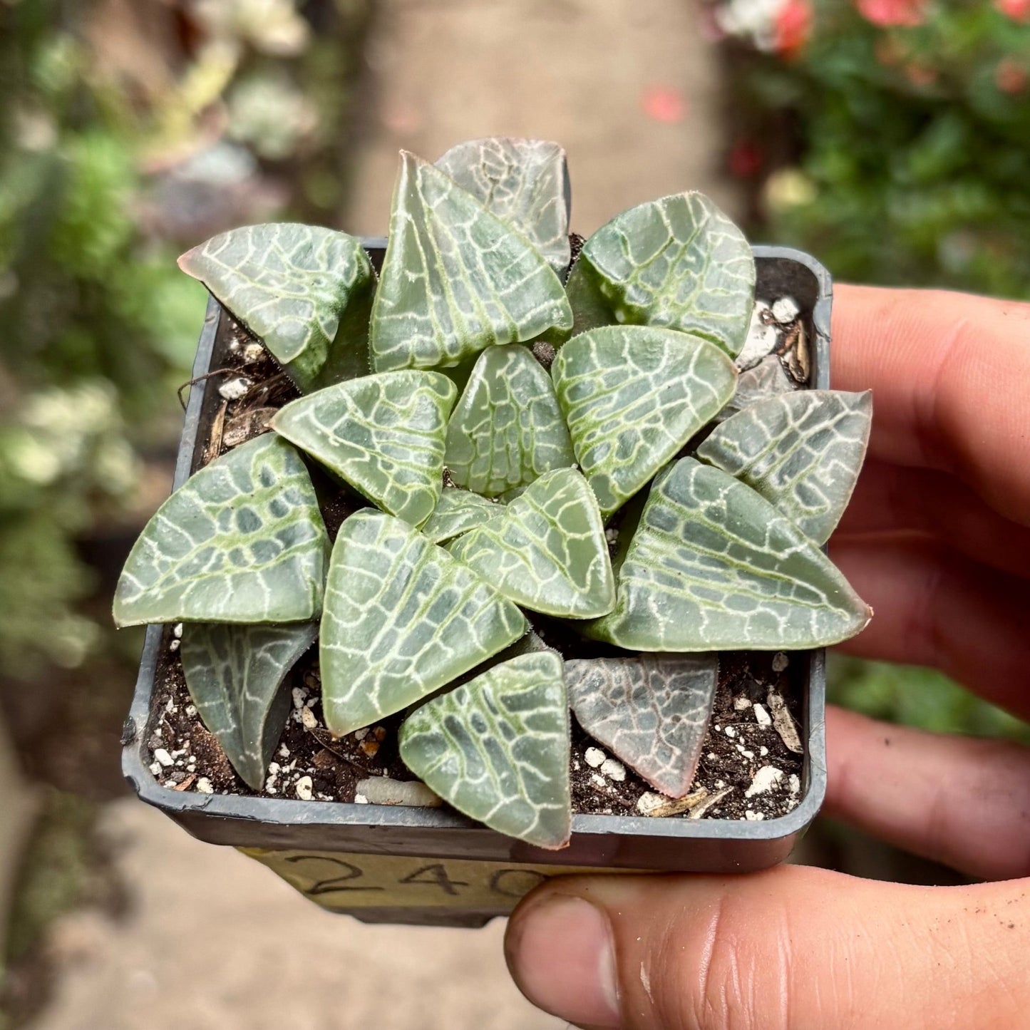 Suculenta Haworthia Comptoniana Circle Of Life - Vivero Florecer