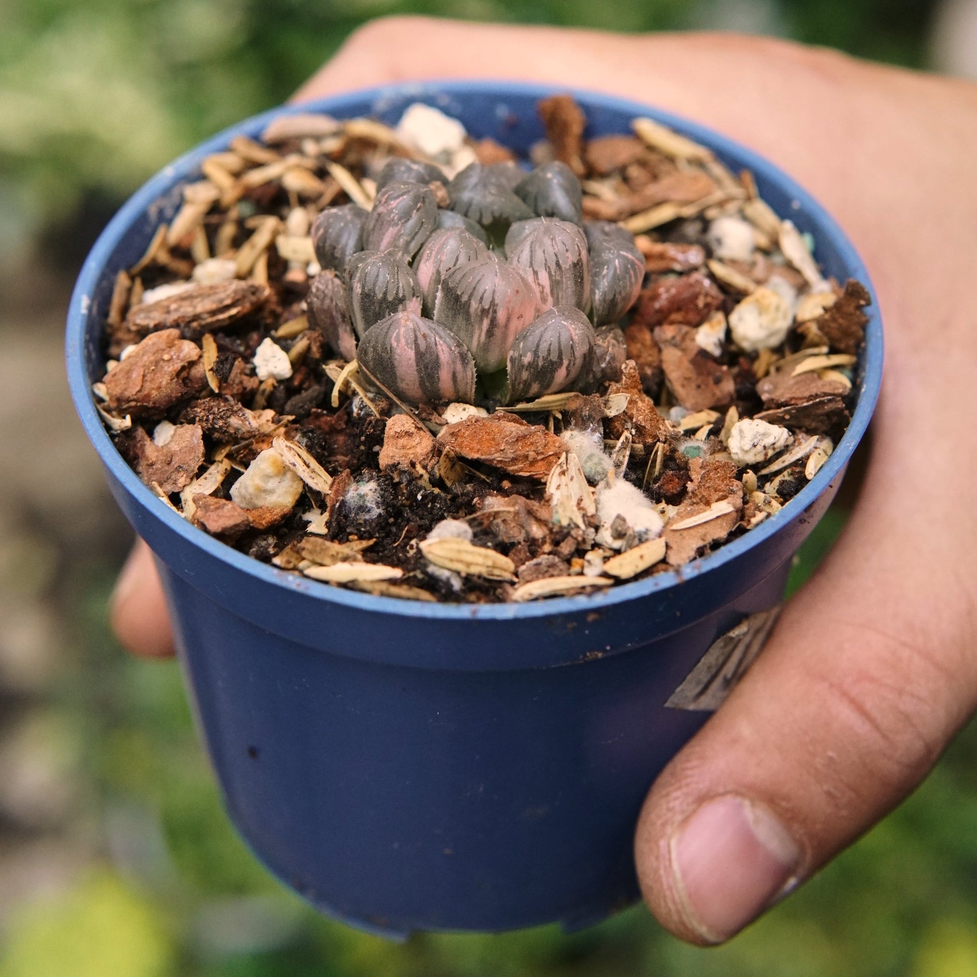 Suculenta Haworthia Cooperi Red Sun Variegada - Vivero Florecer