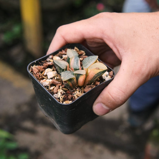 Suculenta Haworthia Correcta Variegada - Vivero Florecer