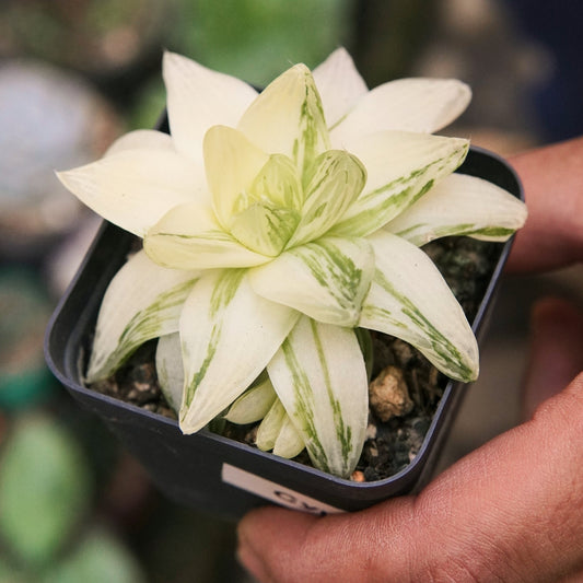 Suculenta Haworthia Cymbiformis Variegada - Vivero Florecer